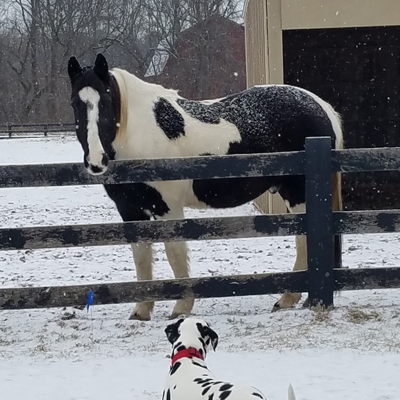 Meet your Posher, Susan - Picture 2 of 2